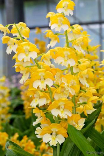 エビネ 蘭裕園 Ranyuen