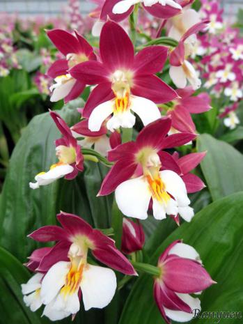 エビネ 蘭裕園 Ranyuen