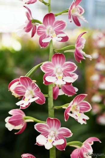 エビネ 蘭裕園 Ranyuen