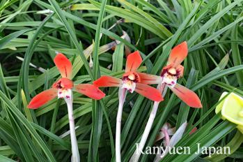 春蘭 蘭裕園 Ranyuen