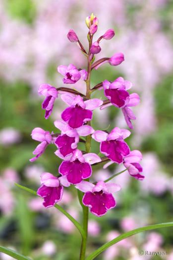 アワチドリ・夢ちどり 蘭裕園 Ranyuen