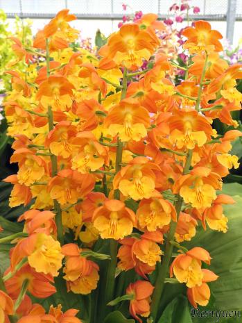 エビネ 蘭裕園 Ranyuen