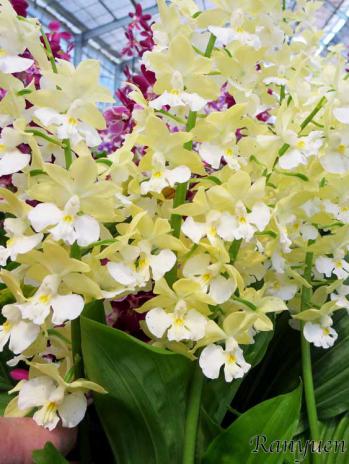 エビネ 蘭裕園 Ranyuen