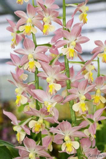 エビネ 蘭裕園 Ranyuen