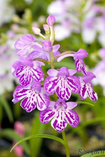 アワチドリ・夢ちどり 蘭裕園 Ranyuen