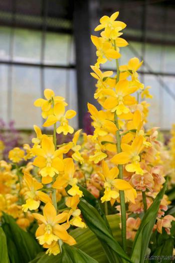 エビネ 蘭裕園 Ranyuen