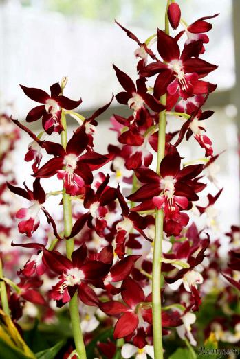 エビネ 蘭裕園 Ranyuen