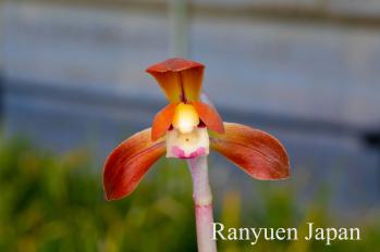 春蘭 蘭裕園 Ranyuen