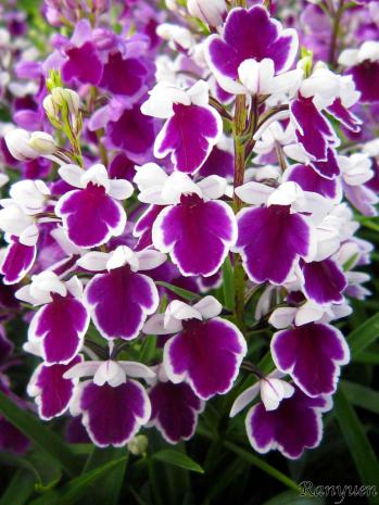 アワチドリ・夢ちどり 蘭裕園 Ranyuen