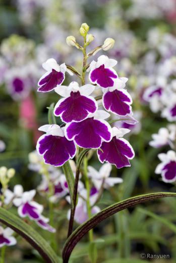 アワチドリ・夢ちどり 蘭裕園 Ranyuen