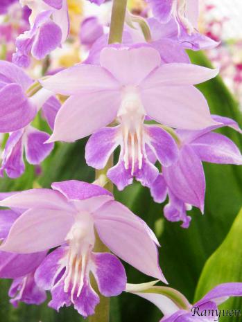 エビネ 蘭裕園 Ranyuen