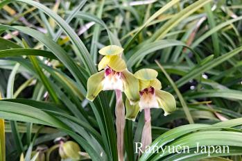 春蘭 蘭裕園 Ranyuen