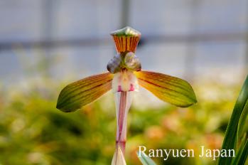 春蘭 蘭裕園 Ranyuen