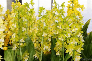 エビネ 蘭裕園 Ranyuen