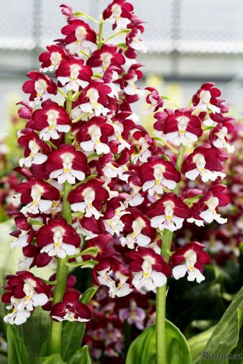 エビネ 蘭裕園 Ranyuen