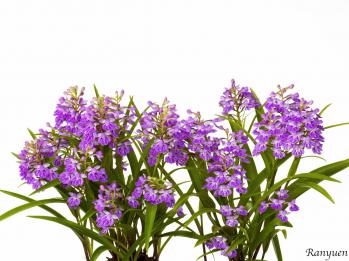 アワチドリ・夢ちどり 蘭裕園 Ranyuen