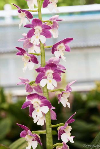 エビネ 蘭裕園 Ranyuen