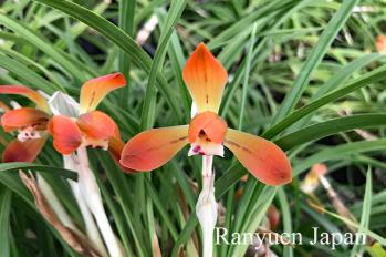 春蘭 蘭裕園 Ranyuen