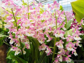 エビネ 蘭裕園 Ranyuen