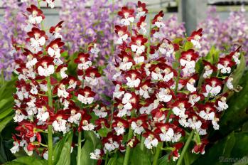 エビネ 蘭裕園 Ranyuen