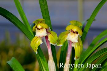 春蘭 蘭裕園 Ranyuen