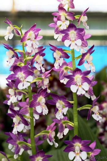 エビネ 蘭裕園 Ranyuen