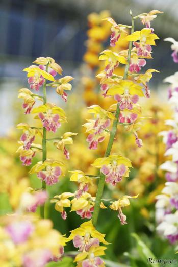 エビネ 蘭裕園 Ranyuen