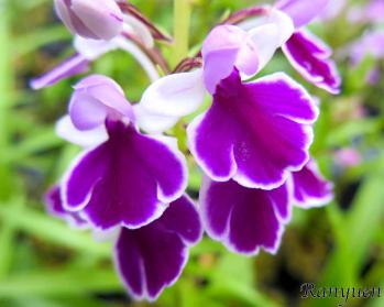 アワチドリ・夢ちどり 蘭裕園 Ranyuen