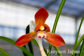 春蘭 蘭裕園 Ranyuen