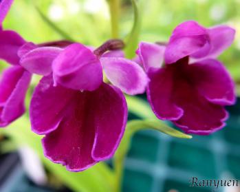 アワチドリ・夢ちどり 蘭裕園 Ranyuen