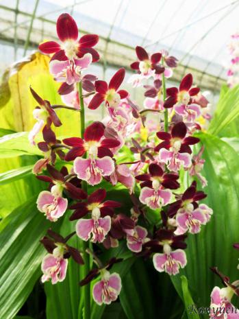 エビネ 蘭裕園 Ranyuen