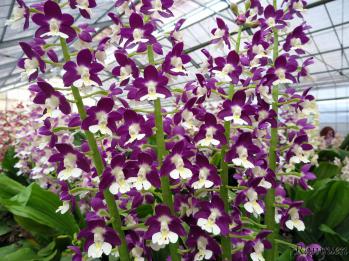 エビネ 蘭裕園 Ranyuen