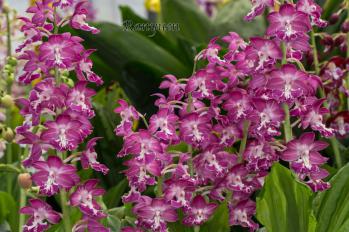 エビネ 蘭裕園 Ranyuen