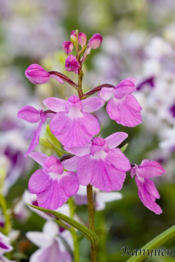 アワチドリ・夢ちどり 蘭裕園 Ranyuen