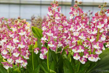 エビネ 蘭裕園 Ranyuen