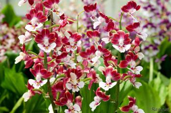 エビネ 蘭裕園 Ranyuen