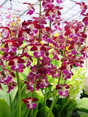 エビネ 蘭裕園 Ranyuen