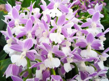 エビネ 蘭裕園 Ranyuen