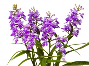 アワチドリ・夢ちどり 蘭裕園 Ranyuen