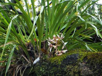 ヘツカラン 蘭裕園 Ranyuen