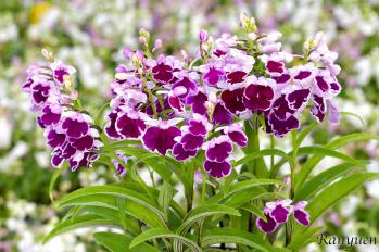 アワチドリ・夢ちどり 蘭裕園 Ranyuen