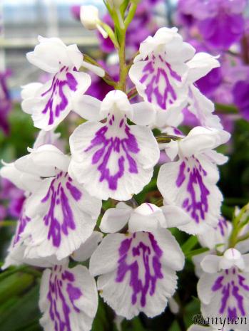 アワチドリ・夢ちどり 蘭裕園 Ranyuen