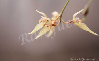 タネガシマシコウラン 蘭裕園 Ranyuen