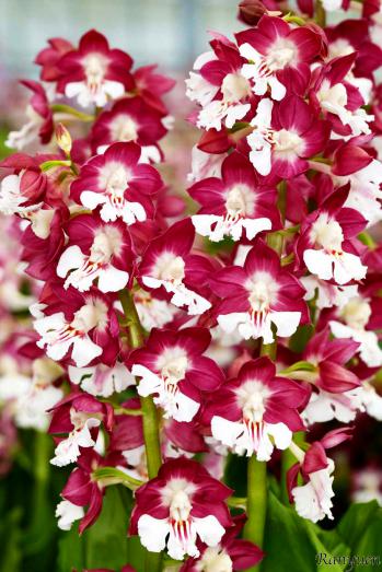 エビネ 蘭裕園 Ranyuen