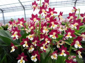 エビネ 蘭裕園 Ranyuen