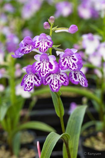 アワチドリ・夢ちどり 蘭裕園 Ranyuen