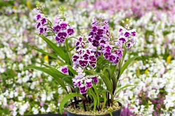 アワチドリ・夢ちどり 蘭裕園 Ranyuen