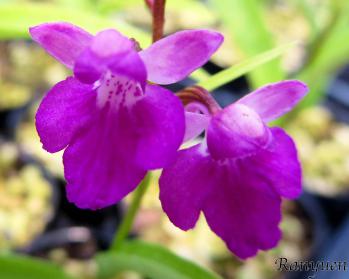 アワチドリ・夢ちどり 蘭裕園 Ranyuen