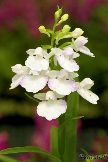 アワチドリ・夢ちどり 蘭裕園 Ranyuen