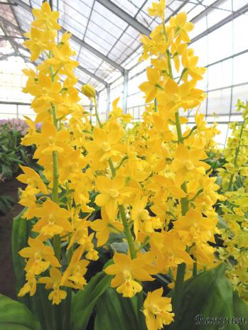 エビネ 蘭裕園 Ranyuen